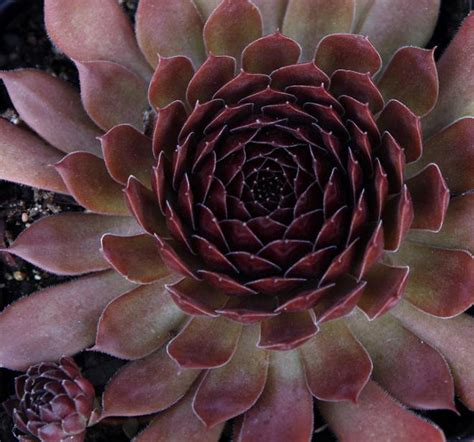 Sempervivum Hens And Chicks For Sale Hardy Succulents