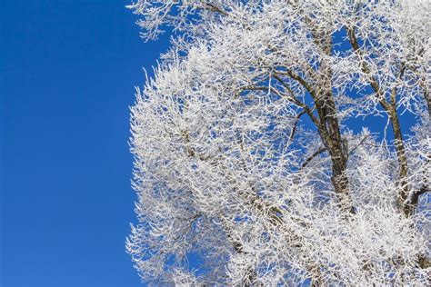 White Winter Wonderland With Blue Sky And Icy Wooden Tree Stock Photo