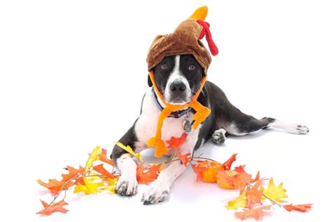 Maybe you would like to learn more about one of these? Are These Thanksgiving Foods Okay for Your Dog to Eat?