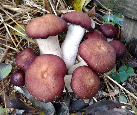 Winecap Spawn Grow Garden Giant Mushrooms In Your Yard 30 Free