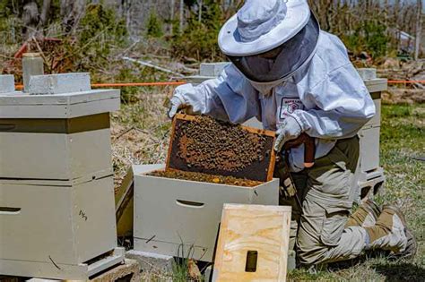 New Jersey Nucleus Colonies Eandm Gold Beekeepers
