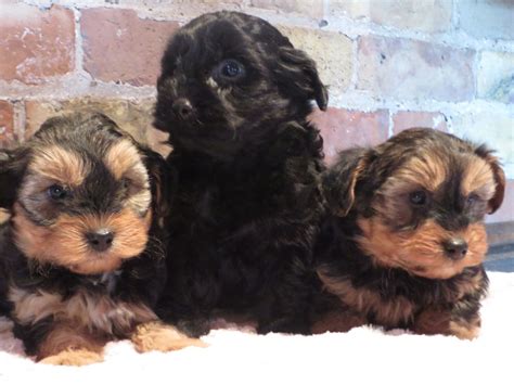 Family raised english bulldog puppies for sale. Stunning Yorkiepoo Puppies For Sale | Gloucester ...