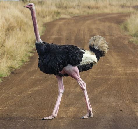 Ostrich History And Some Interesting Facts