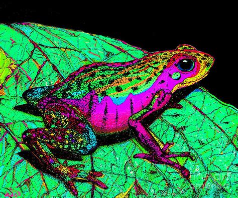 Rainbow Frog 3 By Nick Gustafson Frog Amphibians Frog Art