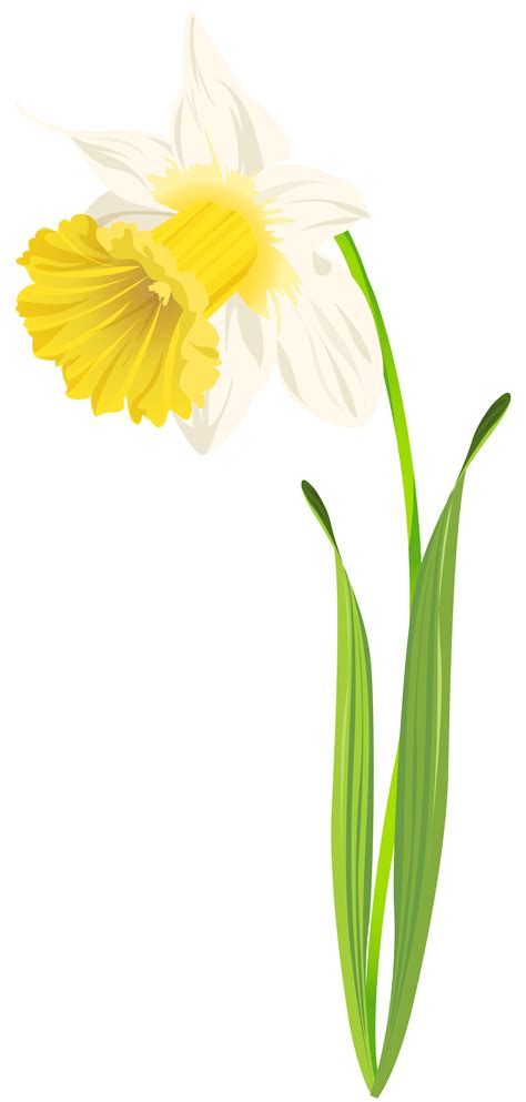 Daffodil Png Clip Art Image Best Web Clipart