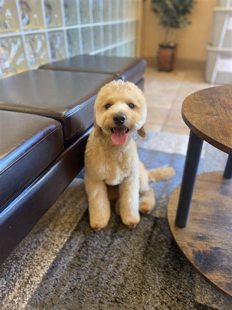 A groomers guide to doodle owners: : r/doggrooming