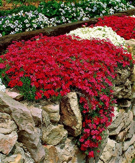 304 Best Rock Gardens And Ground Covers Images On Pinterest Landscaping