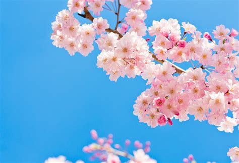Pink Cherry Blossoms Against Clear Blue Sky Stock Photo Download