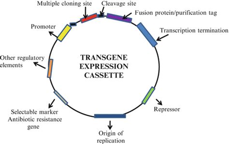 Transgenic organisms are a subset of gmos; Transgenic Animals and Plants | SpringerLink