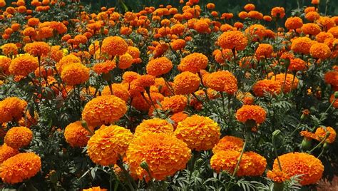 You can send flowers different occasions such as mother's day, father's day, birthdays, anniversaries, teacher's day, retirement, and many more. Fotos gratis : flor, verano, naranja, Produce, color ...