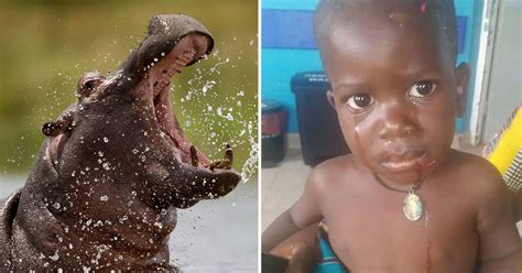 Hippo Swallows Boy Whole As He Played In Lake Before Spitting Him Back Out Alive World