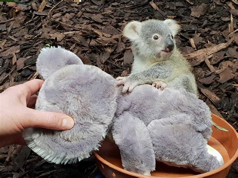 A Report Claims Koalas Are Functionally Extinct But What Does That