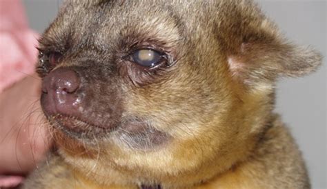 Maybe you would like to learn more about one of these? Animal Eye Care Denver | Eye Care for Animals Colorado ...