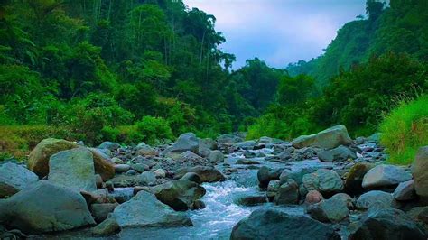 Mountain Stream Forest River Relaxing Water Sound Nature White Noise