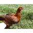 Barnevelder Hen Or Rooster  BackYard Chickens Learn How To