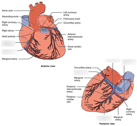 Cardiovascular System CORONARY VEINS Diagram Quizlet
