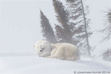 Newborn Polar Bear Cubs Of Wapusk National Park The Canadian Nature