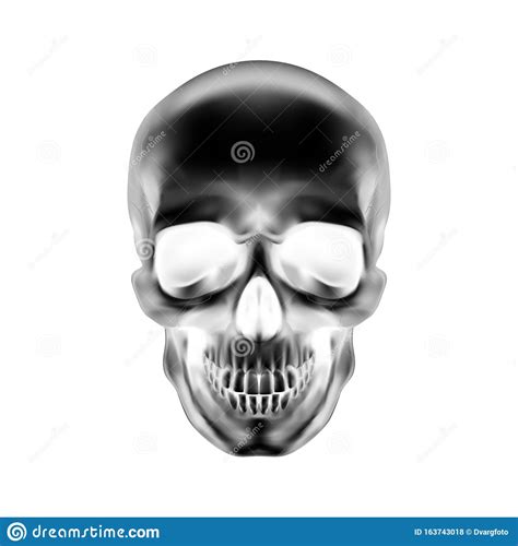 Human Skull stock vector. Illustration of isolated, body - 163743018