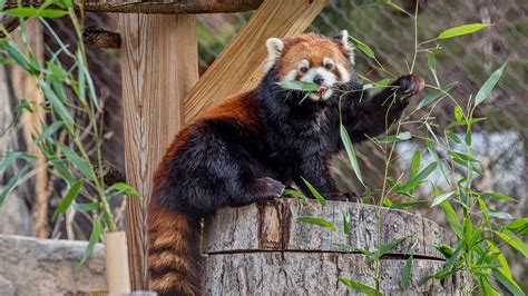 Red Panda Milwaukee County Zoo