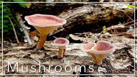 Florida Wild Mushrooms Youtube