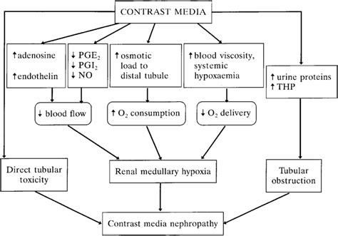Pathogenesis Of Contrast Associated Nephropathy Download Scientific