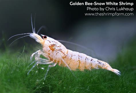 Golden Bee Shrimp Caridina Cf Cantonensis Care And Info The Shrimp Farm
