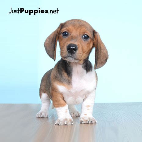 I live on 10 wooded acres just 45 min north of orlando. Puppies for Sale - Orlando FL - Justpuppies.net