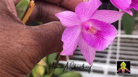 How does her garden grow? Orchid update at Roof top Garden - YouTube
