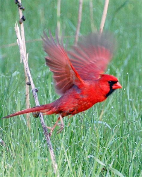 Cardinal In Flight I By Geoffreyjp On Flickr Found On Via