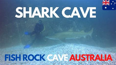 Fish Rock Cave Australia Blue Horizon Diving Youtube