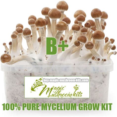 B Plus 100 Mycelium Grow Kit Buy Magic Mushroom
