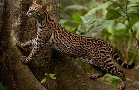 Facts About The Rare Beauty That Is The Ocelot Pet Yes See