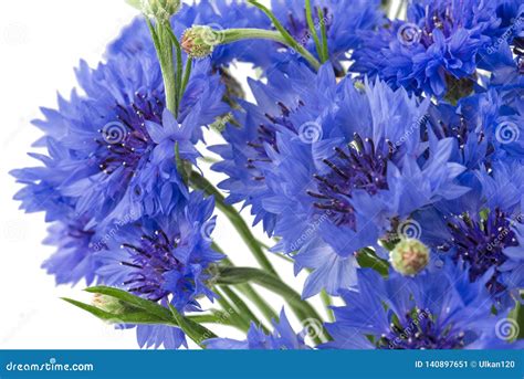 Bouquet Of Blue Cornflowers Isolated On White Background Selective