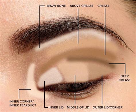We did not find results for: Parts of the Eye for Applying Makeup Lid, crease ...