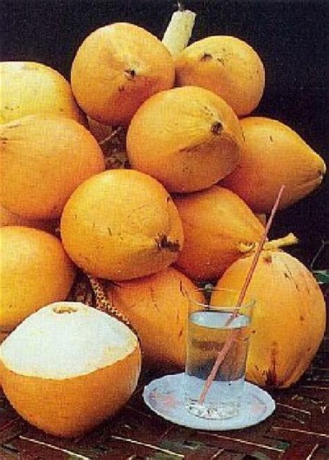 Die Königsklasse Der Kokosnüsse Die King Coconut Kulau