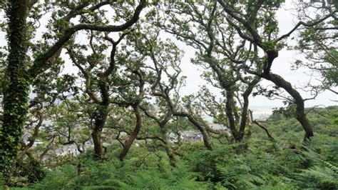 Celtic Rainforests National Trust Creates New Plan To Protect Welsh