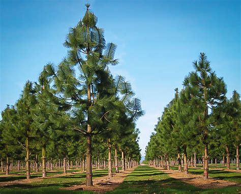 Ponderosa Pine Trees For Sale Online The Tree Center