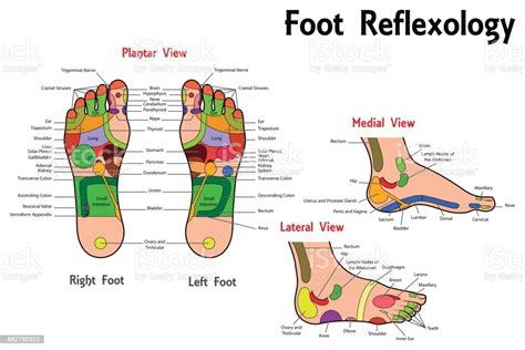 Maybe you would like to learn more about one of these? Reflexology Foot Chart Stock Illustration - Download Image ...