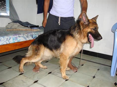 Overall, there are four ranges that you need to keep in mind. German Shepherd Puppies for Sale(shashi kanth R 1)(3188 ...