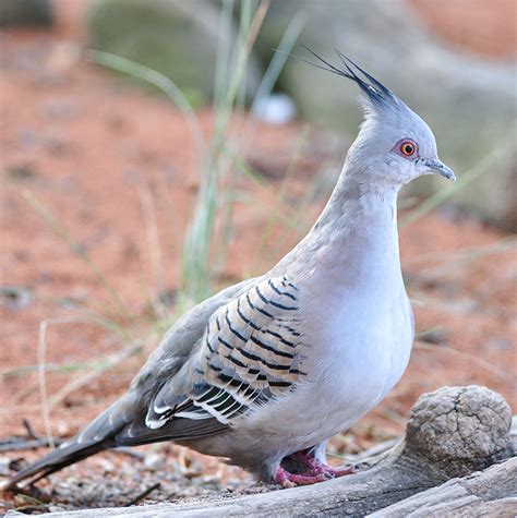 Was also an inaugural inductee into the indies choice picture book hall of fame. Crested Pigeon | Tulsa Zoo