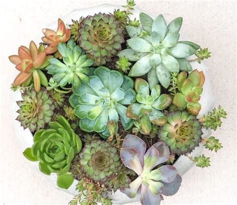 How Much Sunlight Do Succulents Need To Grow
