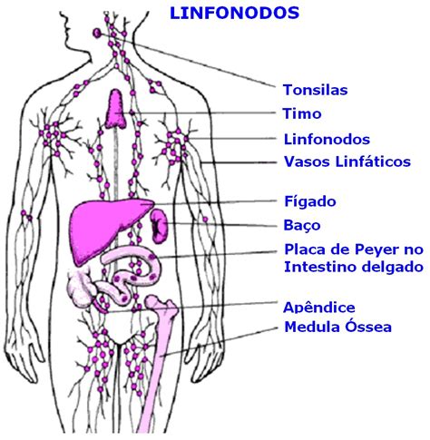 Três órgãos Estão Intimamente Relacionados Com O Sistema Linfático