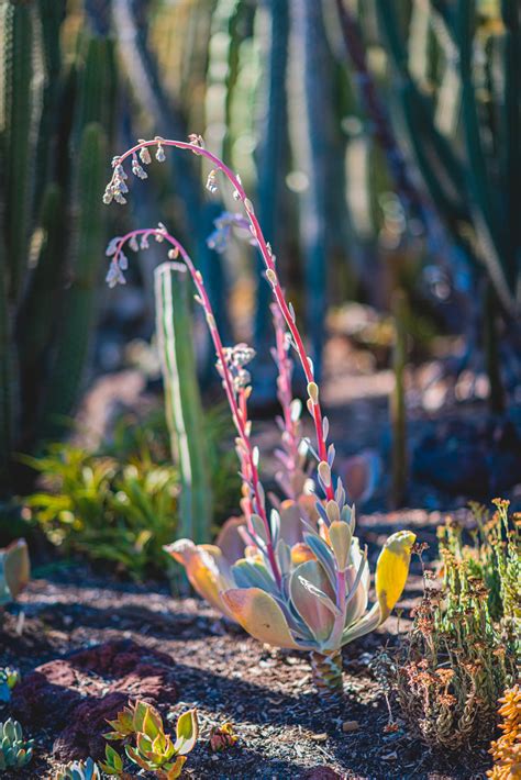 1yr · nessab4210 · r/denver. Naina.co-Huntington-Botanical-Garden-Los-Angeles-EyesForLA ...