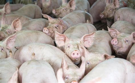 Pig Pile Up Sees Ahdb Fund Off Farm Cull And Render Service Farm News