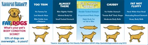 Know If Your Dog Is Overweight Infographic Good Life Dogs