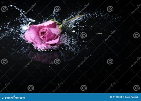Lavender Rose Splash Stock Photo Image Of Delicate Drops 5191334
