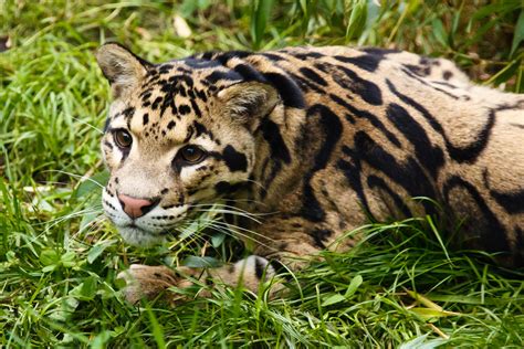 Clouded Leopard Free Stock Photo Public Domain Pictures