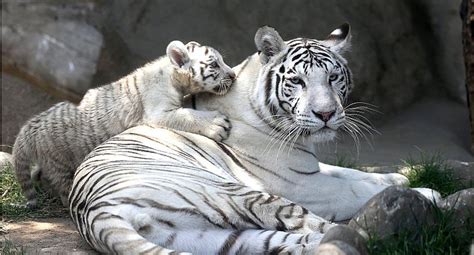Exhiben En Tres Nuevos Tigres Blancos De Bengala Nacidos En Cautiverio