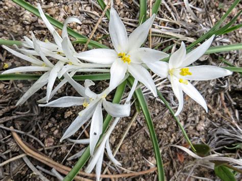 Star Lily Leucocrinum Montanum