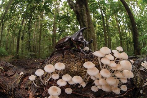 Magic Mushroom Chemical May Be A Hallucinogenic Insect Repellent New